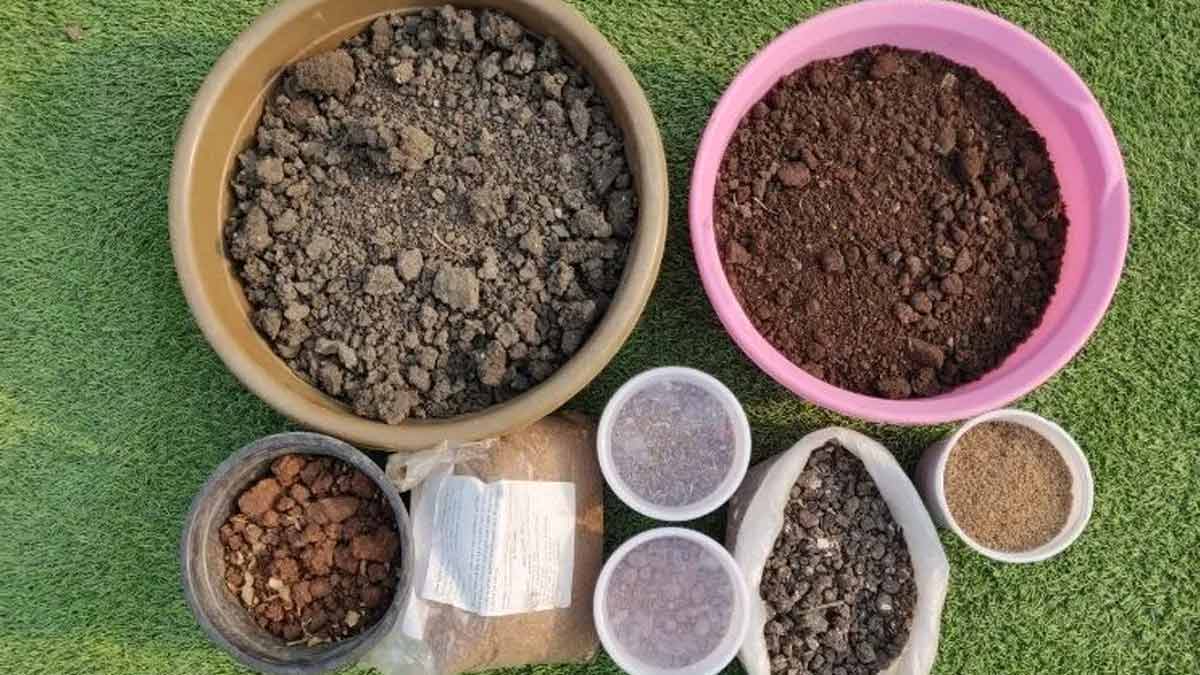 how to grow guar plant Inside