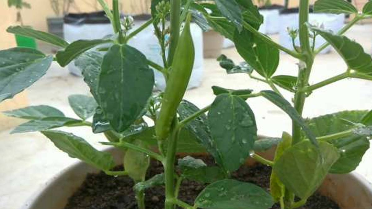 how to grow guar plant Inside