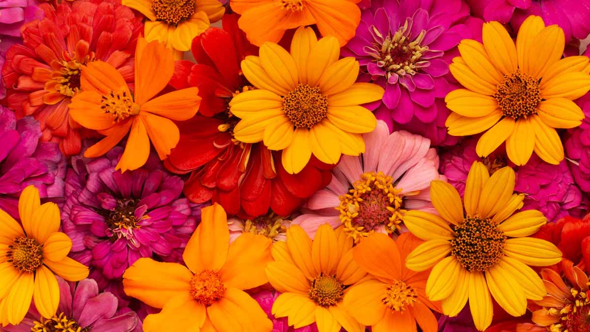 how to make perfume with flowers