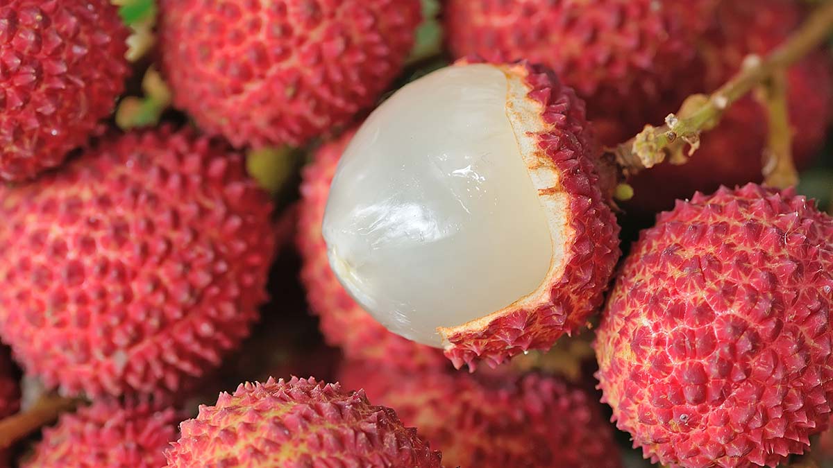 lychee peel fertilizer
