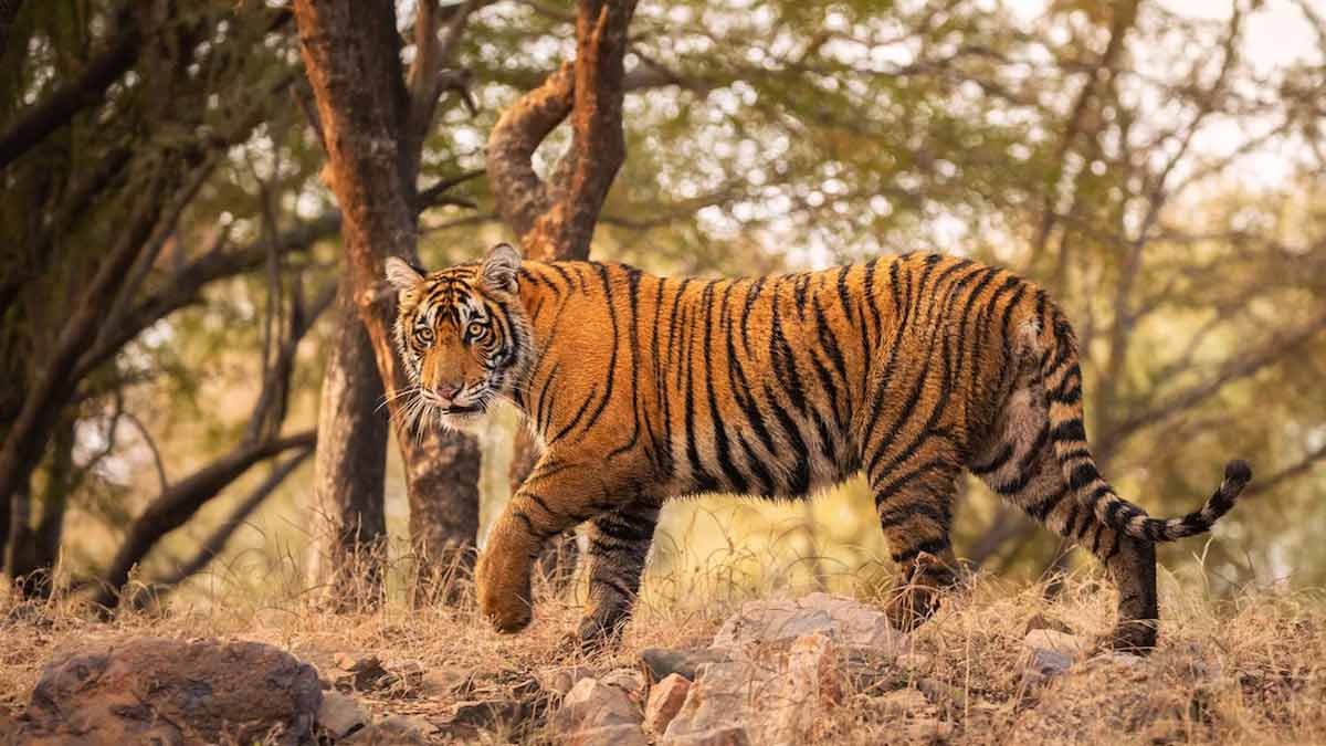 places to visit chikmagalur