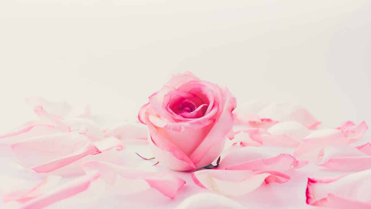 rose vanilla perfume at home