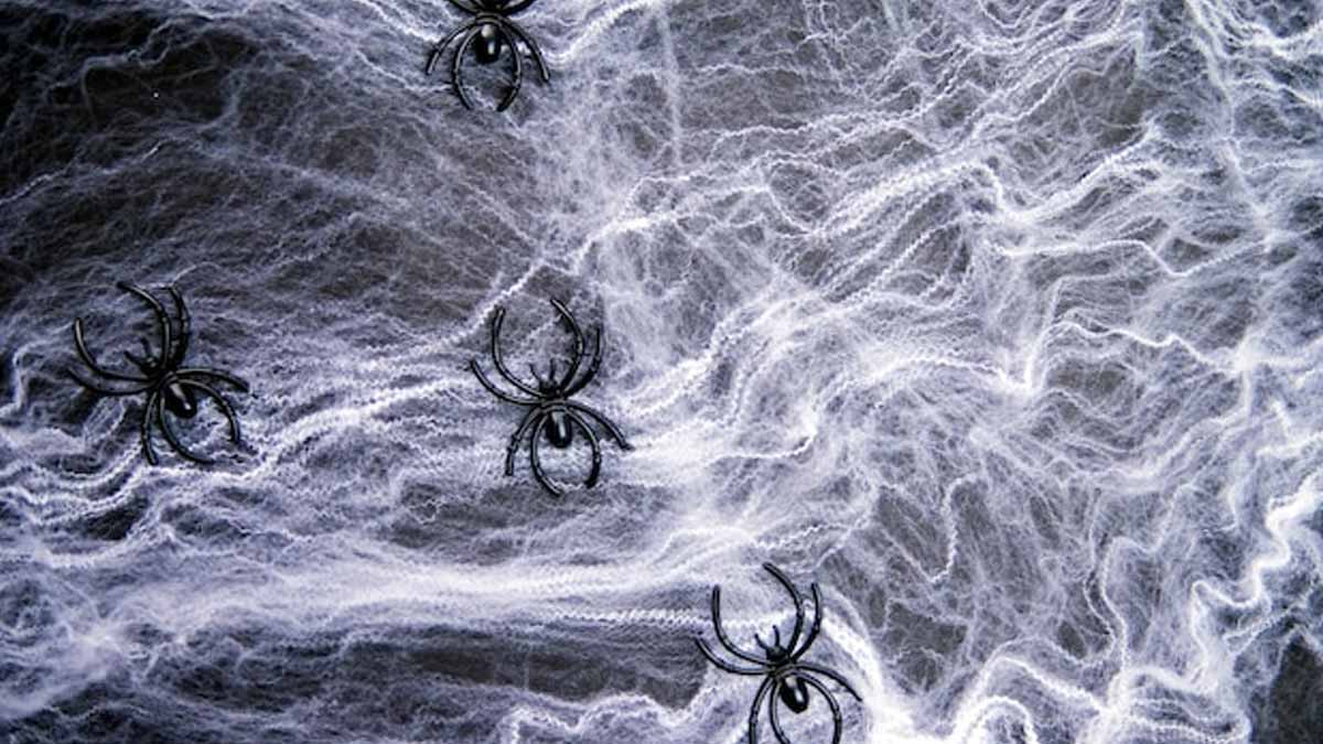 so mnany spider in dreams