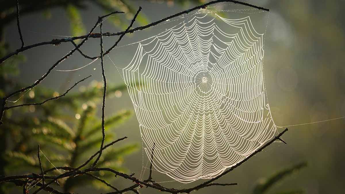 spider web in dreams