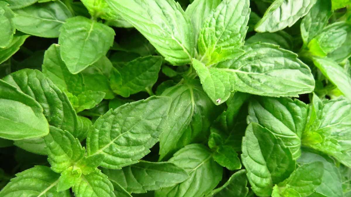 tulsi dal offered at death by expert