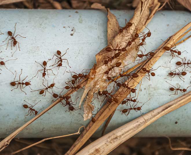 Amazing Uses Of Sugar