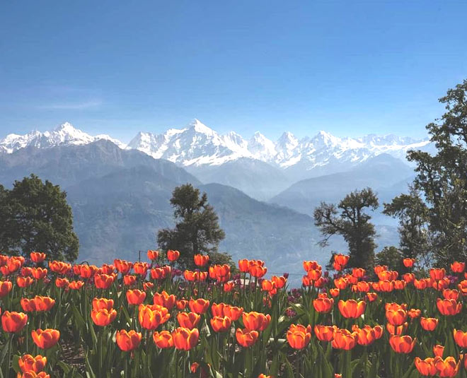 Beautiful Gardens of Tulip