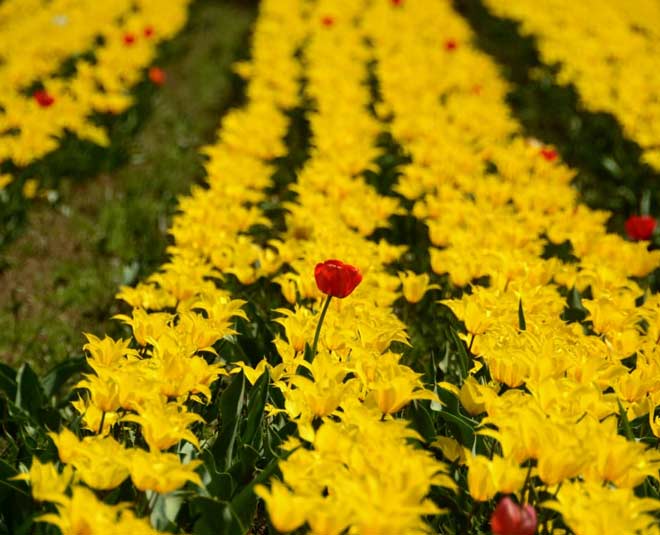 Beautiful Tulip Gardens