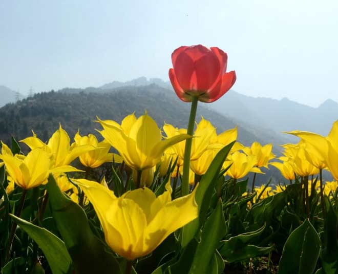 Beautiful Tulip flowers