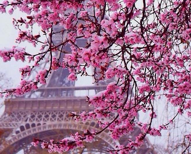 Spectacular Tree Around the World