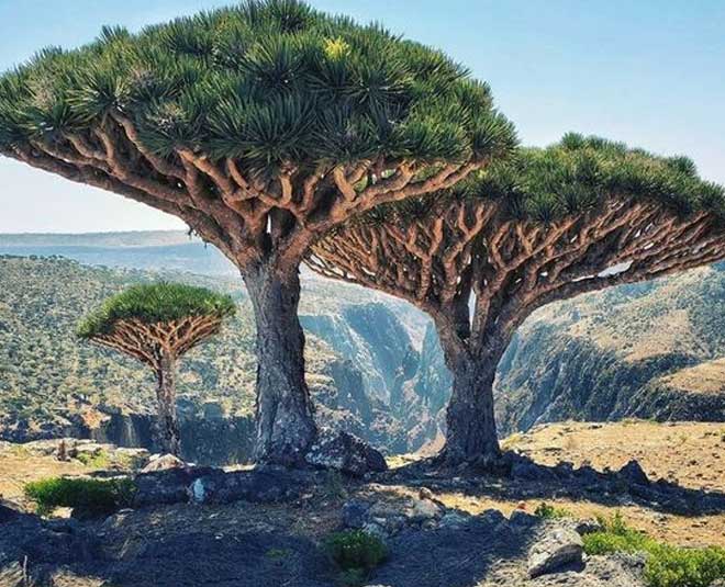 Spectacular Trees Around the World
