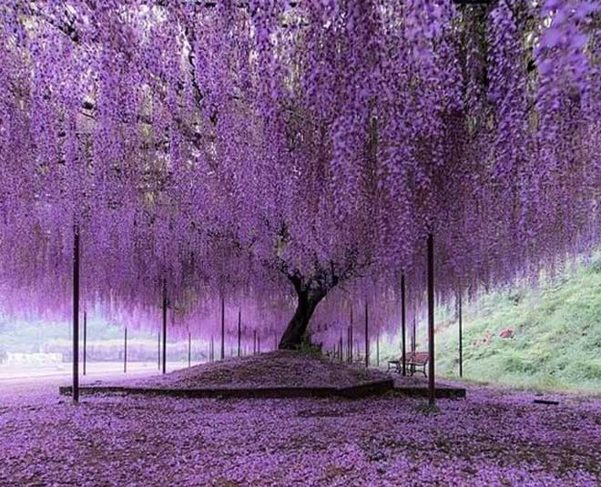 Spectacular Trees World