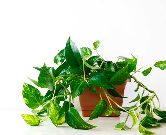 Vastu plant in hindi