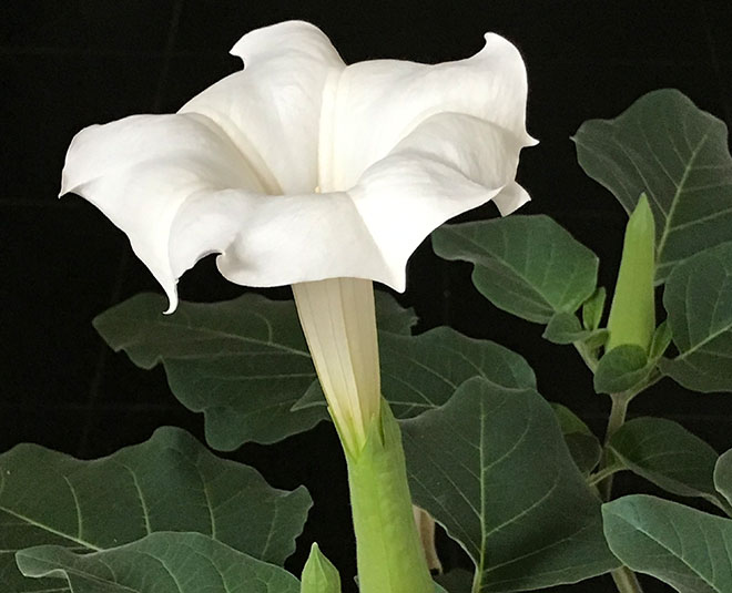 datura flower for temple