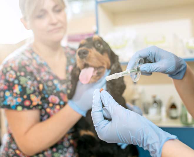 dog hospital near me