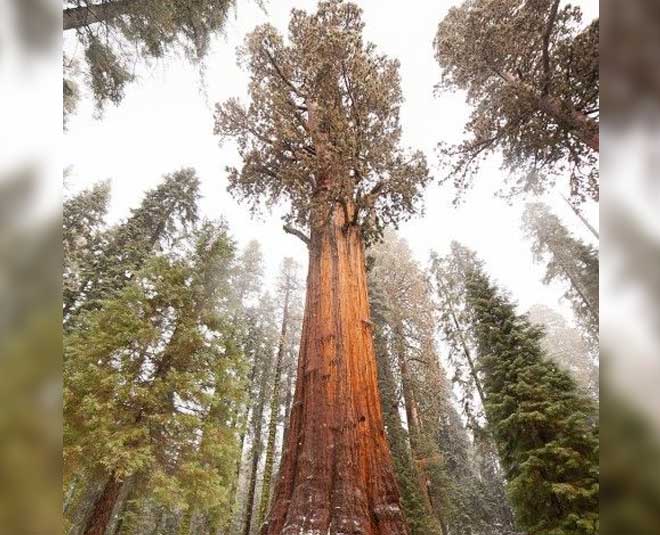 famose trees of world