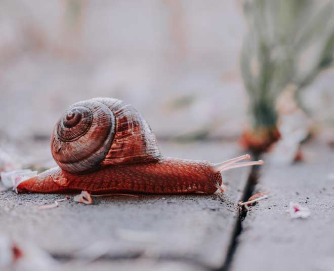 garden and Coca Cola