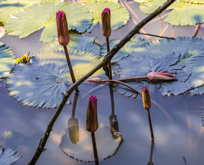 lotus flower for temple