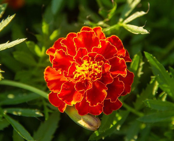 marigold flower in temple