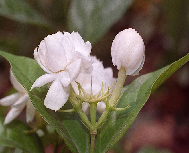 mogra flower for temple
