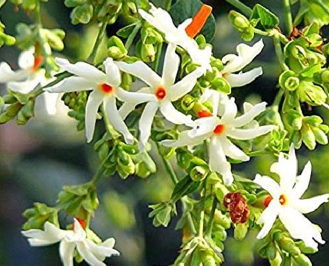 night blooming jaismine plant