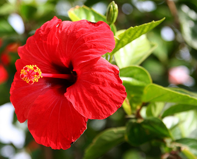 red hibiscus flower for temple