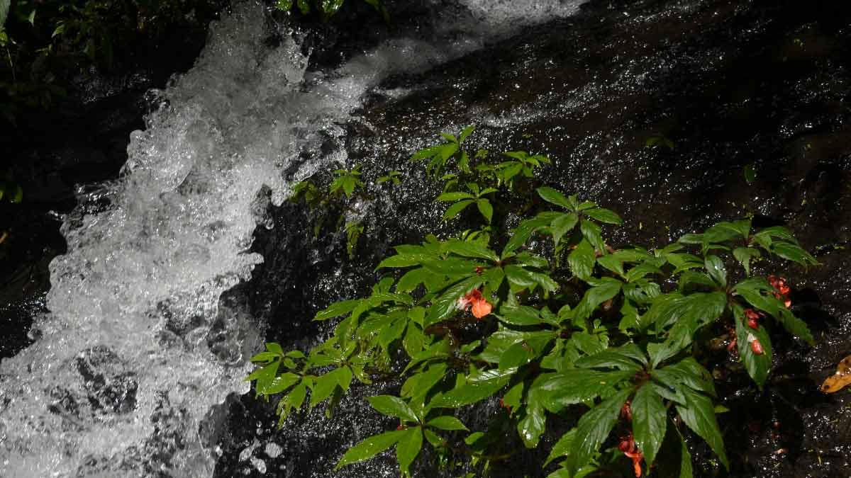 Dailong Biodiversity Heritage Site