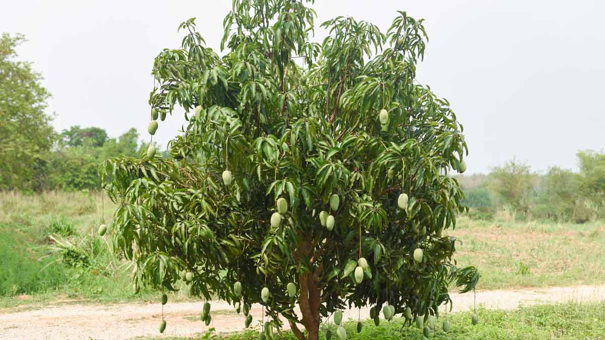 Mother tree history in india
