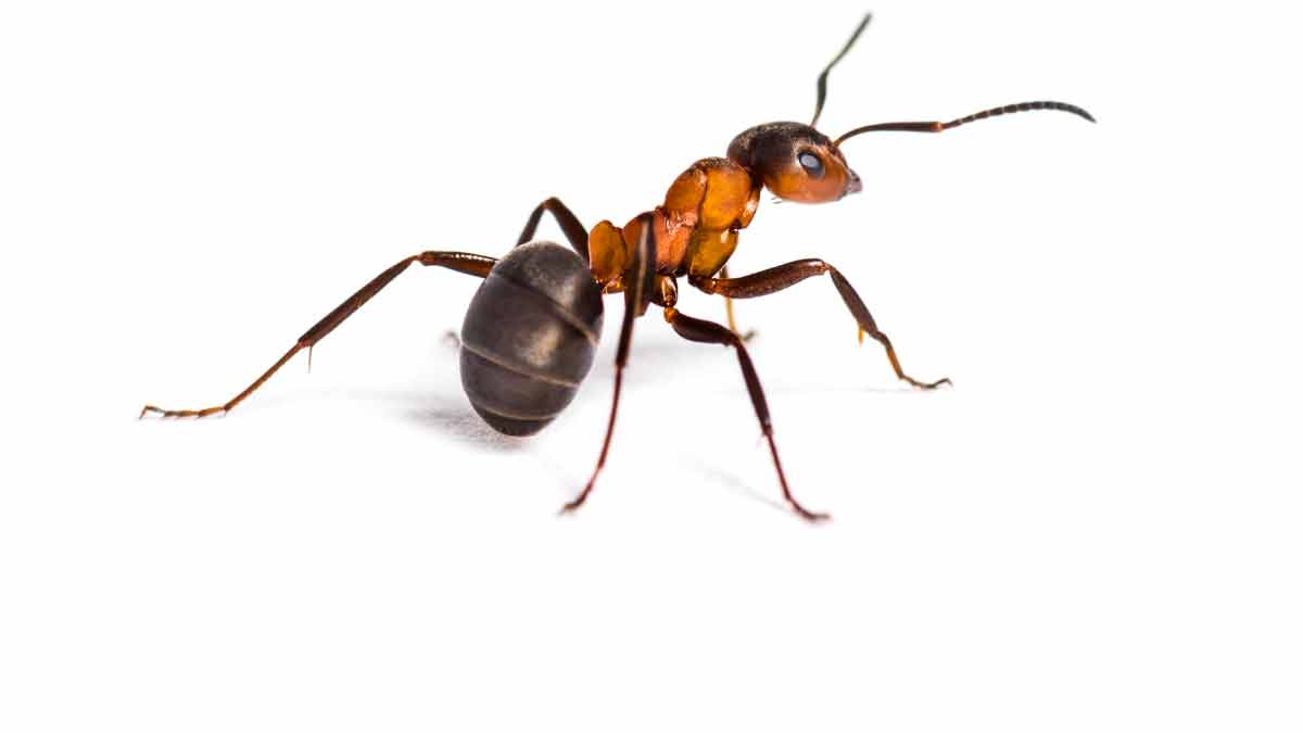 Significance Of Feeding Ants