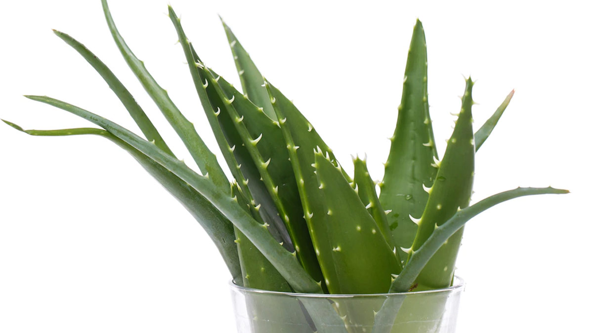 aloe vera plant