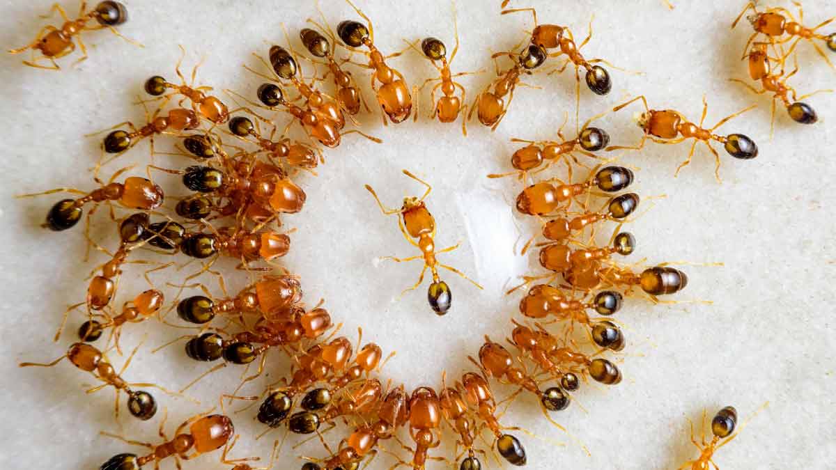 feed ants for get married soon