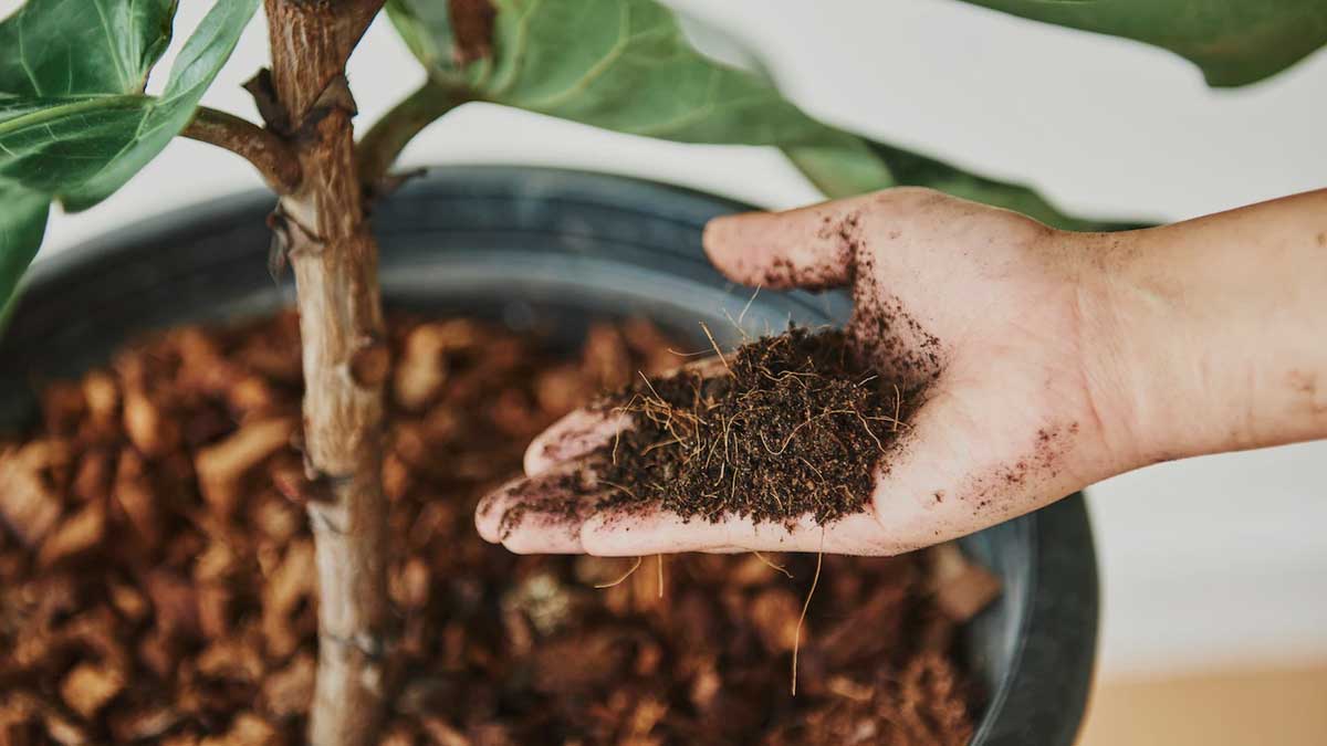 how to care rose plant in summer