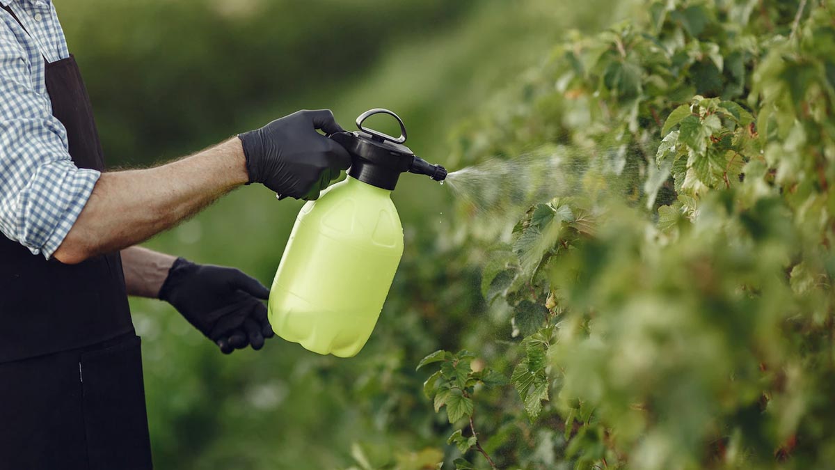 how to use plant conspont