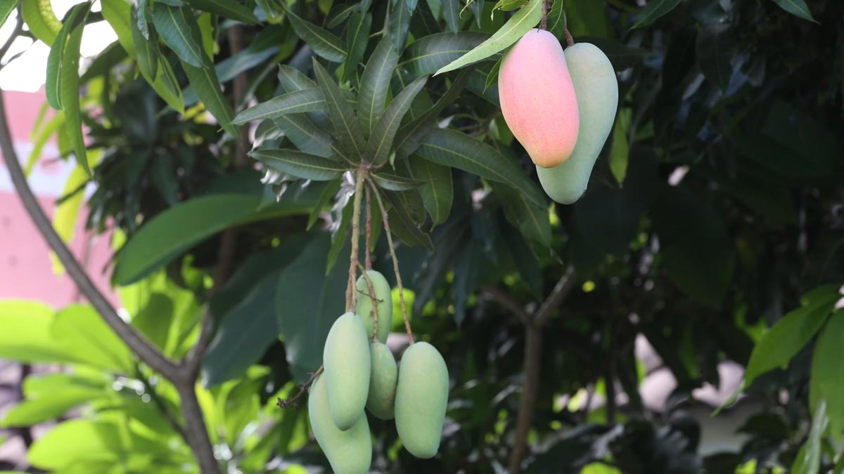 interesting facts about  dasheri mango