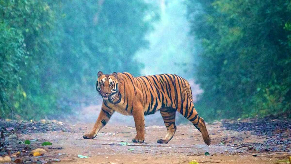jim corbett national park