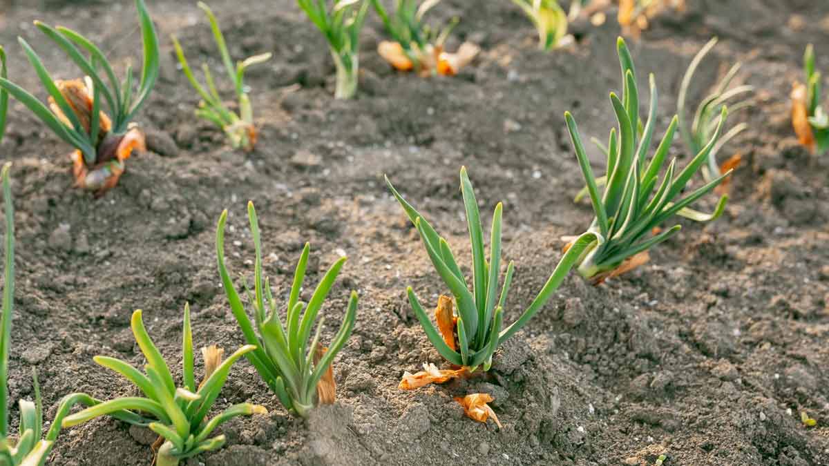 onion plant at home
