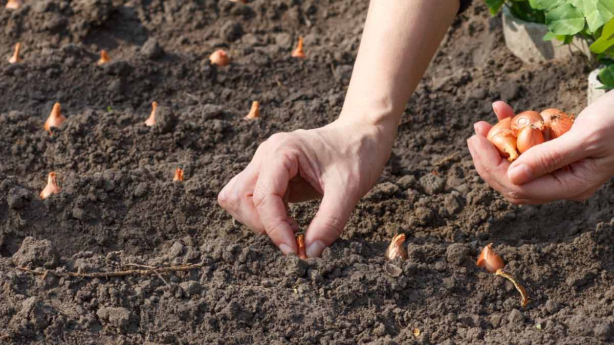 onion planting at home