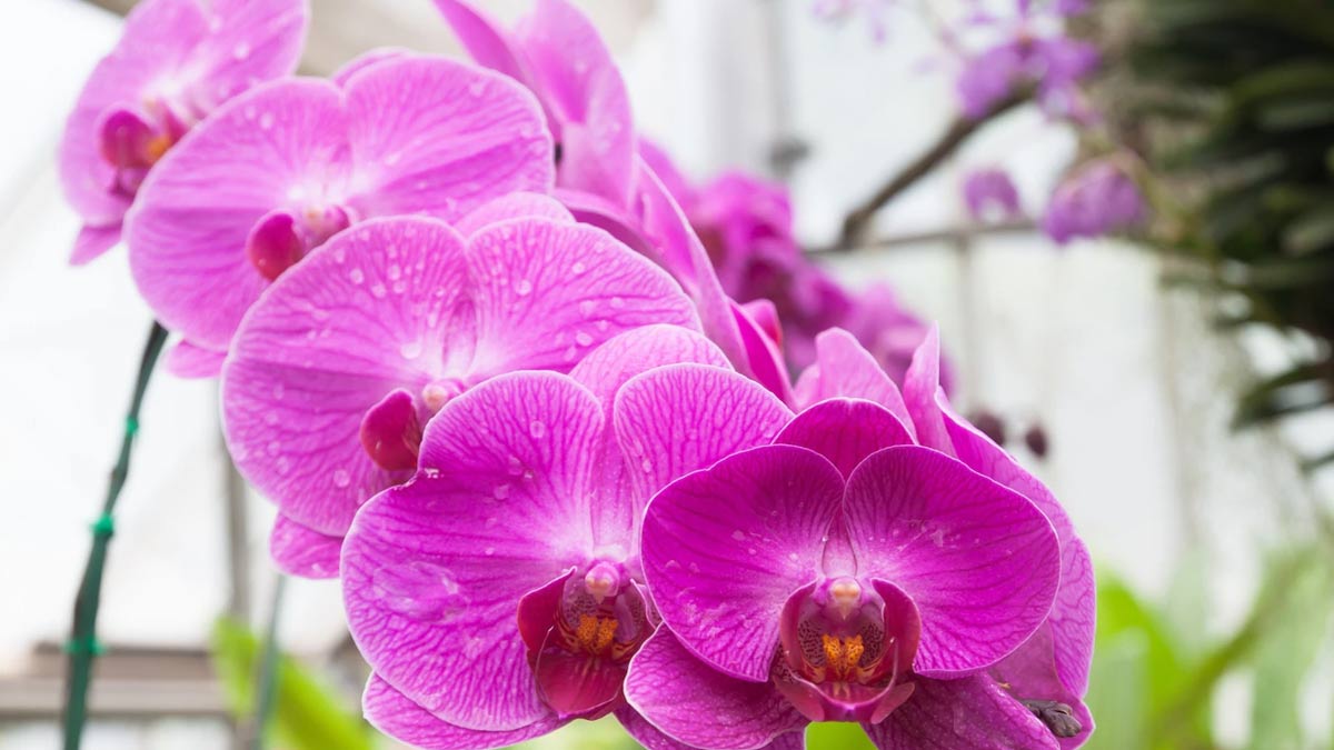 orchid plant