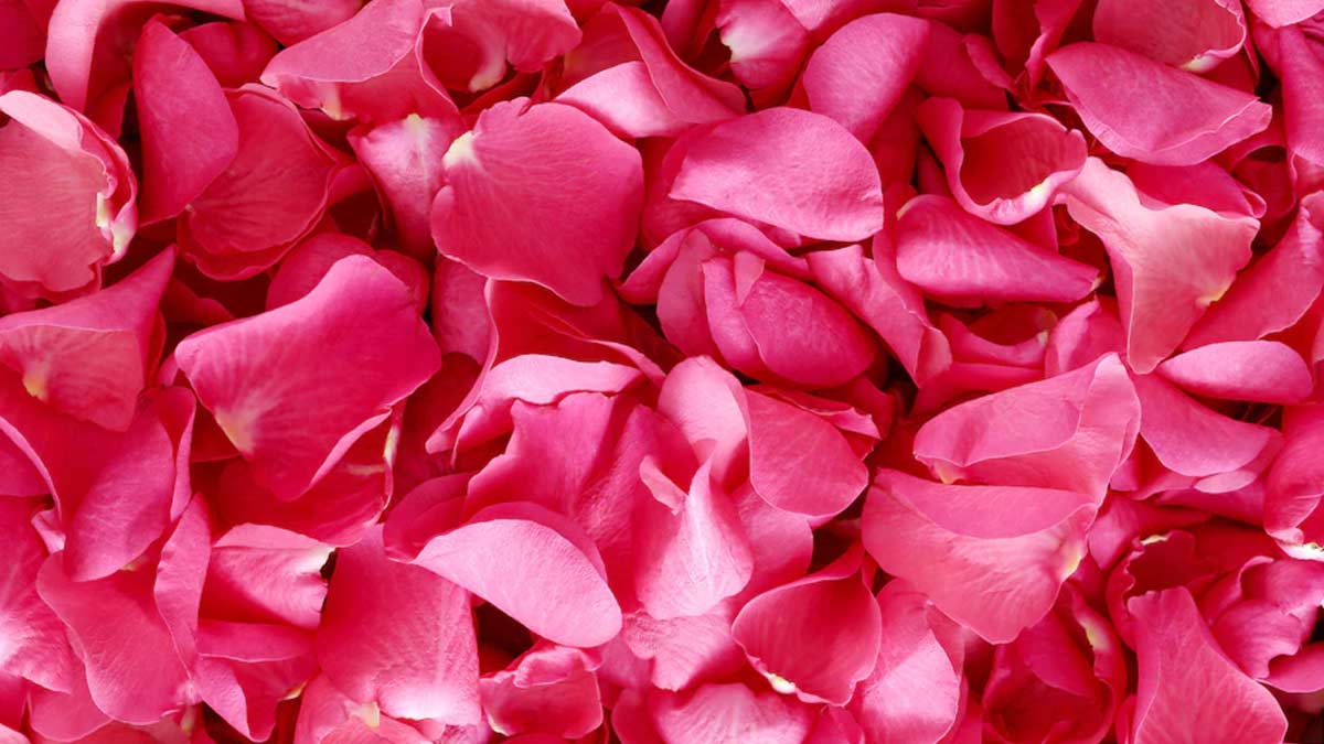 rose petals for dry lips