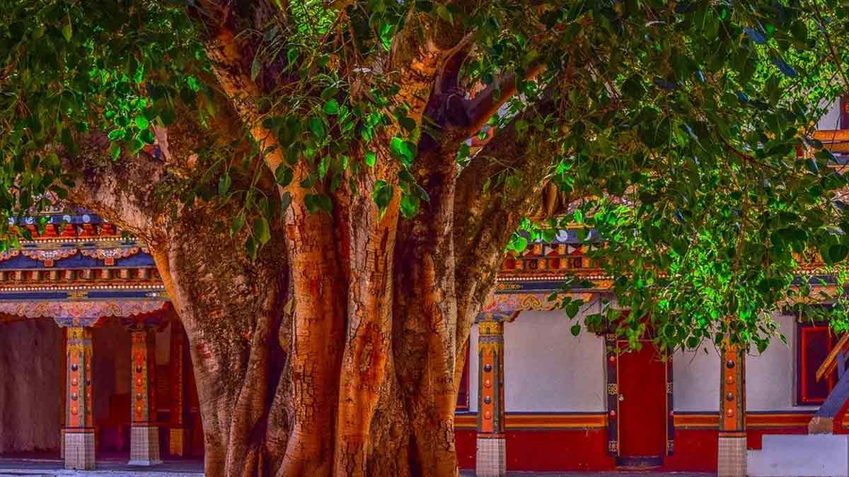 significance of vat savitri