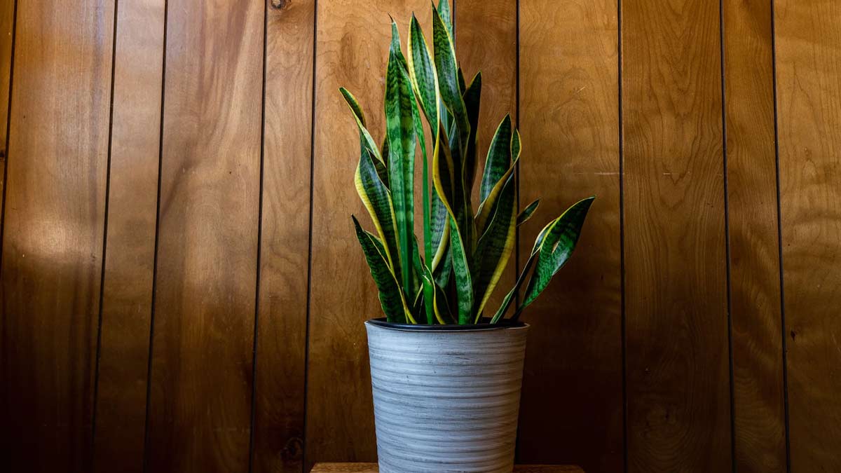 snake plant