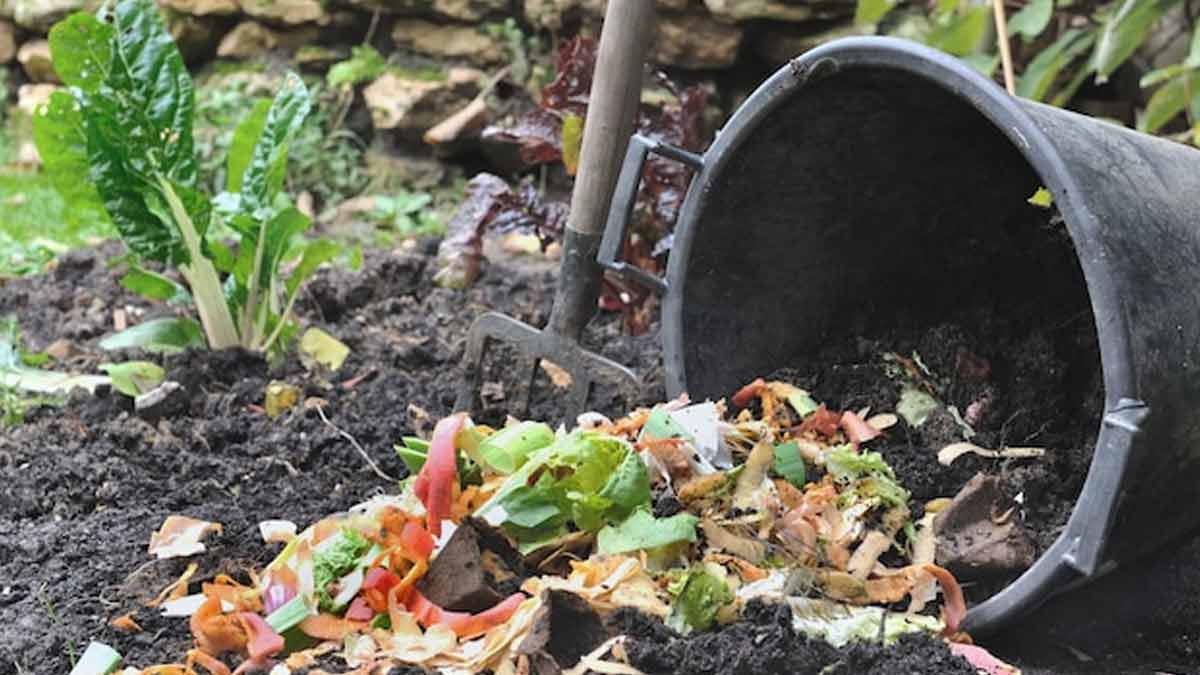 vegetable peel compost