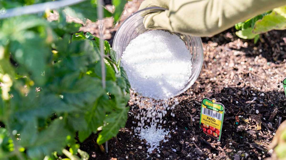 Uses of epsom salt in plants tips