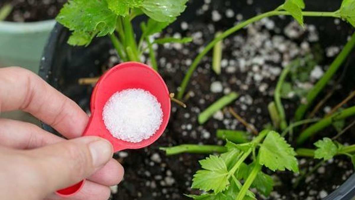 Uses of epsom salt in plants