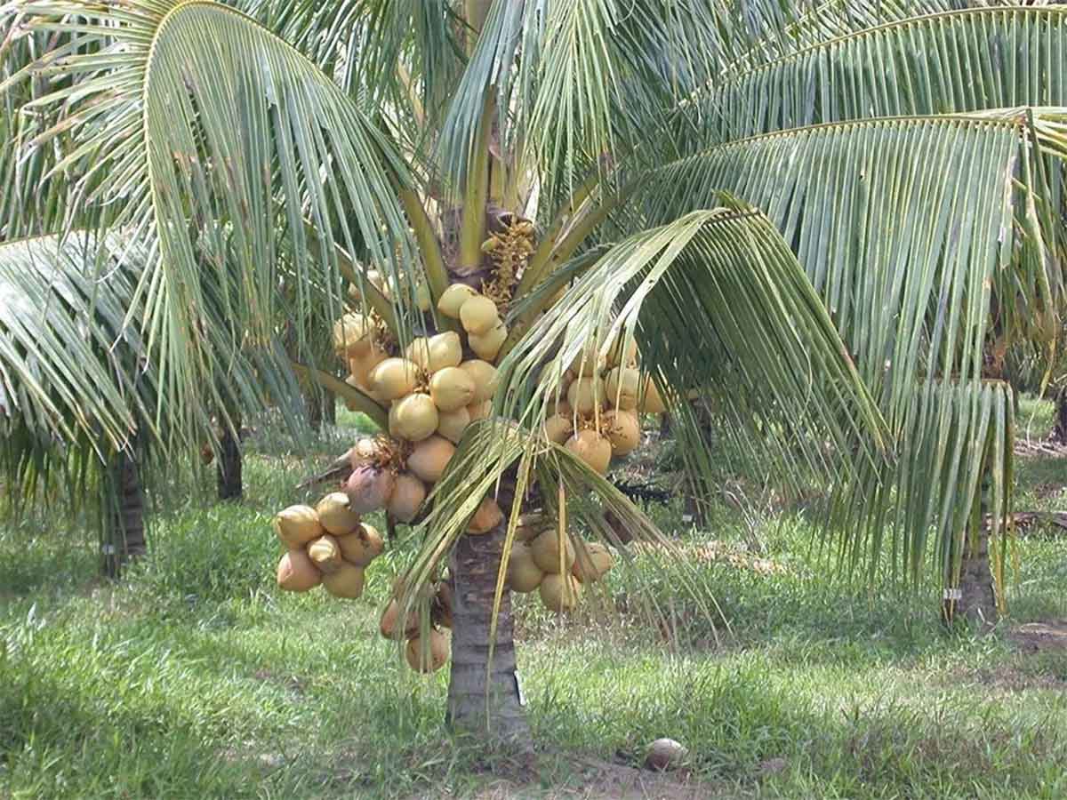 coconut tree planting at home