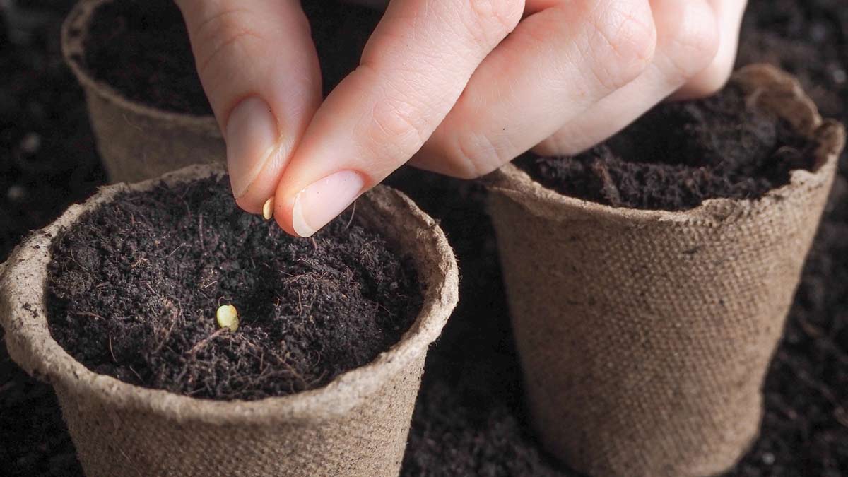 how to germinate seeds in soil