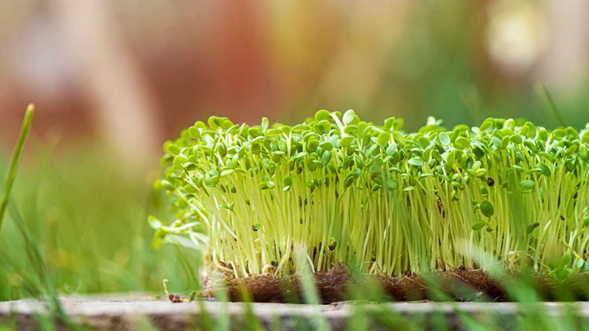 how to grow and harvest microgreens