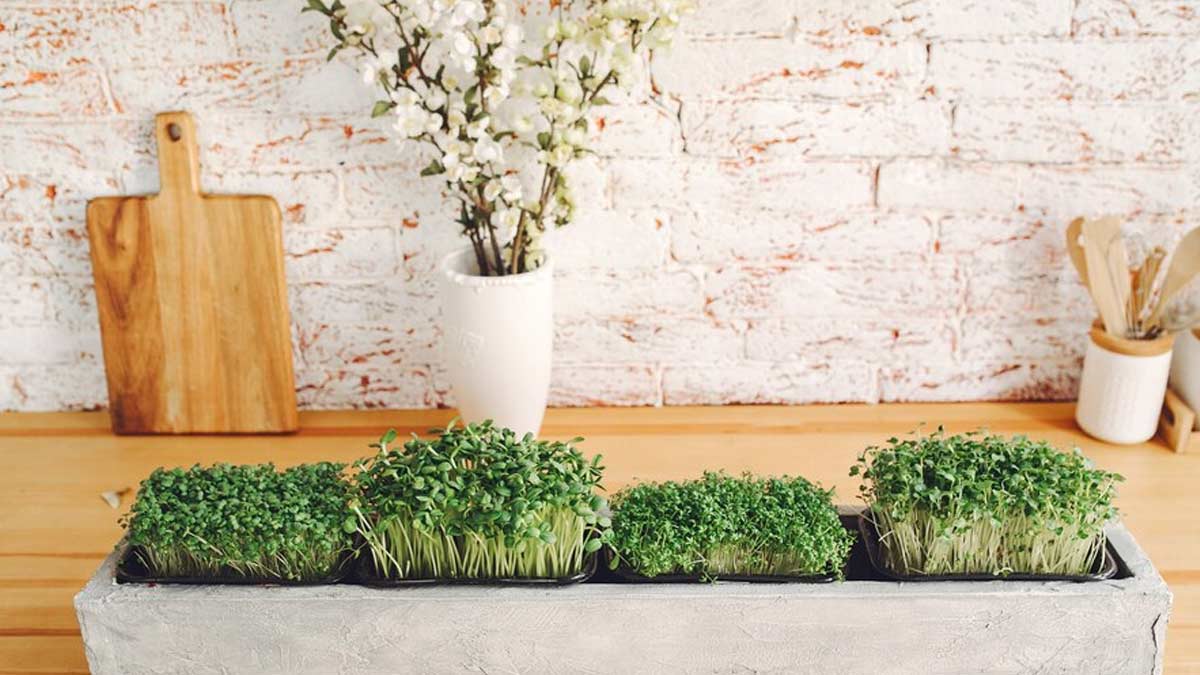 know how to grow microgreens