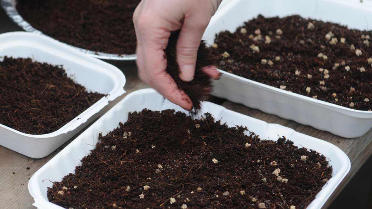 microgreens growing guide