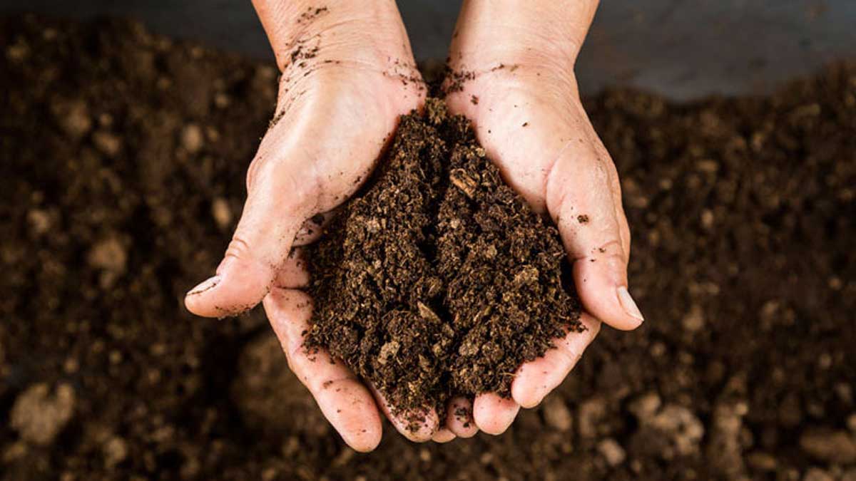 microgreens growing tips